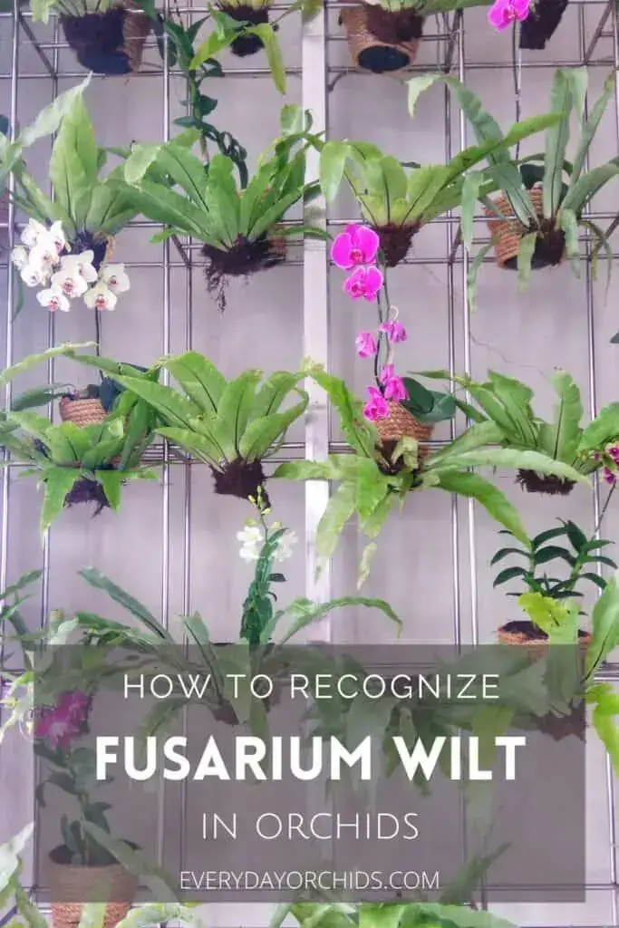 Marchitez por Fusarium en orquídeas: cómo reconocerla y tratarla Marchitez por Fusarium en orquídeas: cómo reconocerla y tratarla
