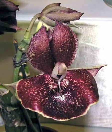 Riego de orquídeas Catasetum: 9 conceptos a dominar