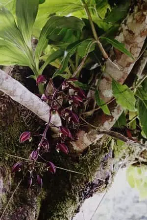 Riego de orquídeas Catasetum: 9 conceptos a dominar