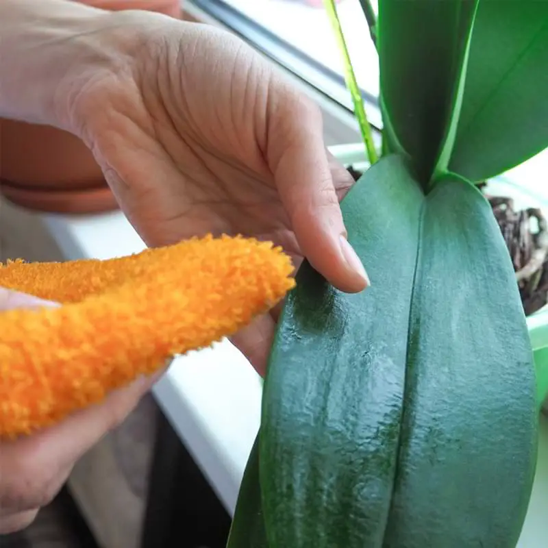 Cómo limpiar hojas de orquídeas | Plantas más limpias con brillo de hojas