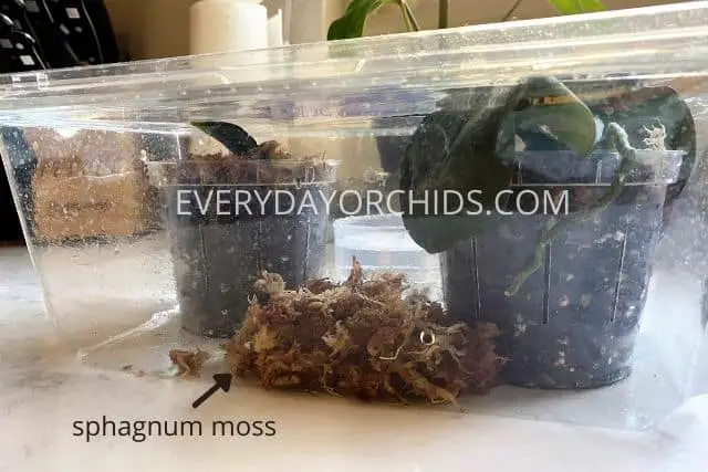 Cómo hacer crecer raíces de orquídeas rápidamente usando una caja de humedad Cómo hacer crecer raíces de orquídeas rápidamente usando una caja de humedad