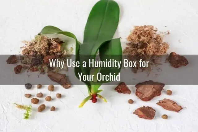 Cómo hacer crecer raíces de orquídeas rápidamente usando una caja de humedad Cómo hacer crecer raíces de orquídeas rápidamente usando una caja de humedad