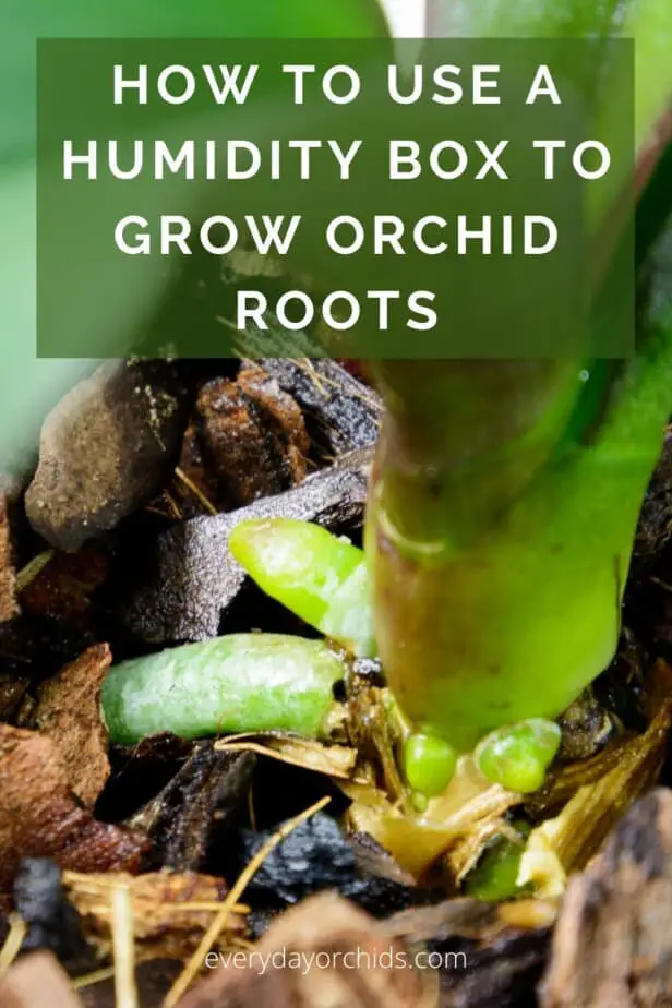 Cómo hacer crecer raíces de orquídeas rápidamente usando una caja de humedad Cómo hacer crecer raíces de orquídeas rápidamente usando una caja de humedad