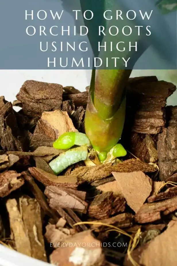 Cómo hacer crecer raíces de orquídeas rápidamente usando una caja de humedad Cómo hacer crecer raíces de orquídeas rápidamente usando una caja de humedad