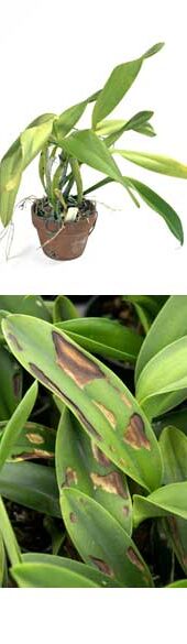 ¿Cuáles son los signos de estrés por calor en mis orquídeas Phalaenopsis?