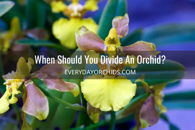 Cuidado de orquídeas: trasplante y división de orquídeas