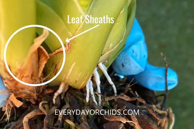 Cuidado de orquídeas: trasplante y división de orquídeas