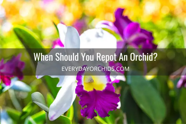 Cuidado de orquídeas: trasplante y división de orquídeas
