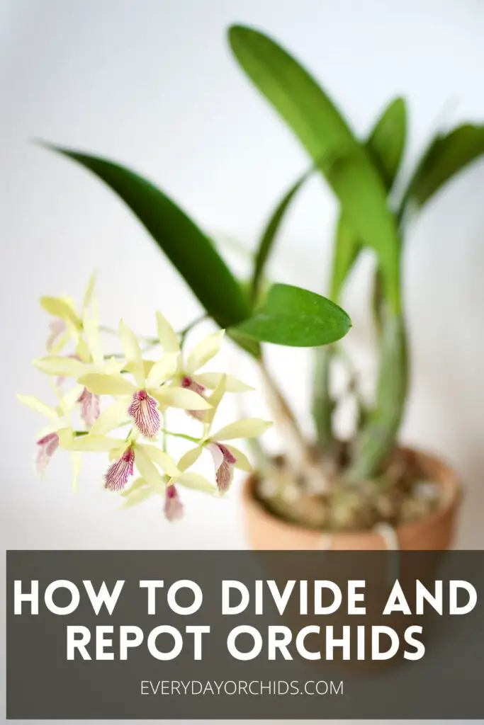 Cuidado de orquídeas: trasplante y división de orquídeas