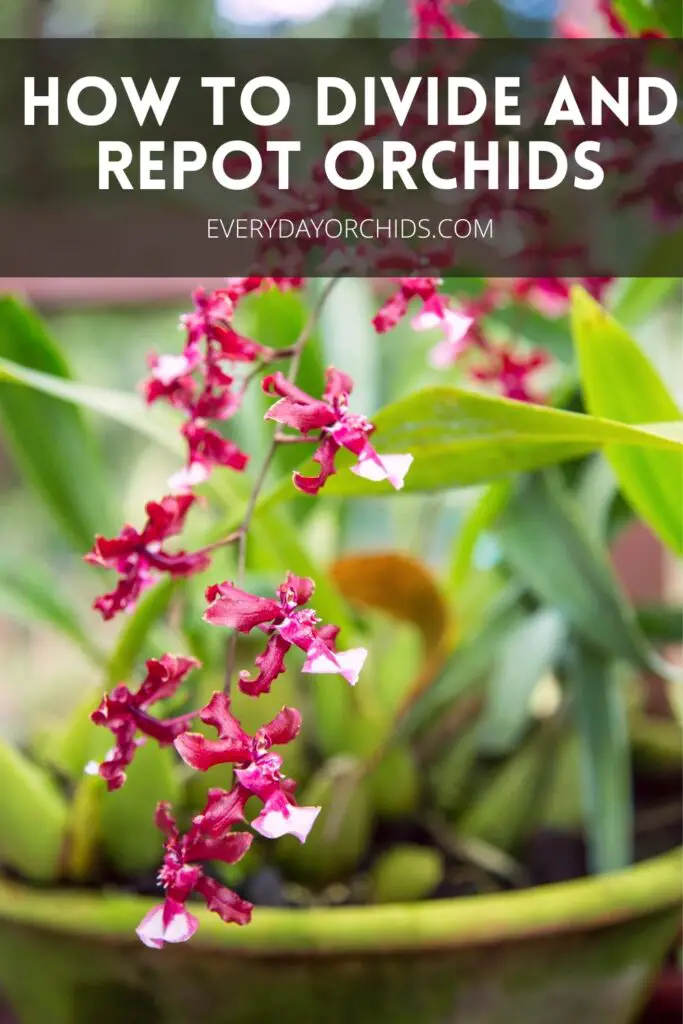 Cuidado de orquídeas: trasplante y división de orquídeas