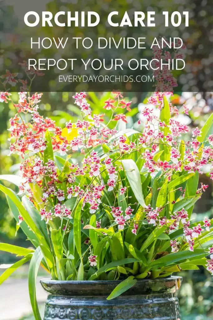 Cuidado de orquídeas: trasplante y división de orquídeas