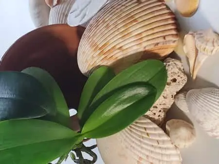 Montaje de orquídeas en macetas de arcilla: guía completa e instrucciones Montaje de orquídeas en macetas de arcilla: guía completa e instrucciones