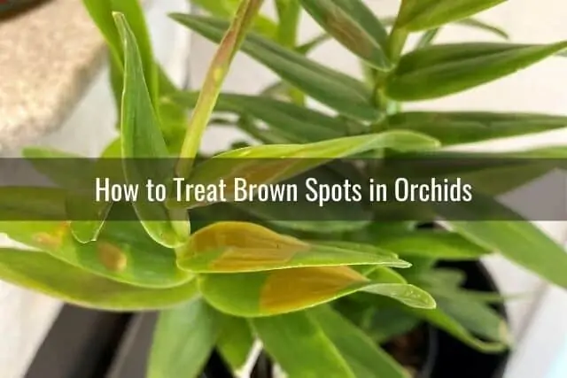 Cómo tratar las manchas marrones y la podredumbre en las hojas de las orquídeas