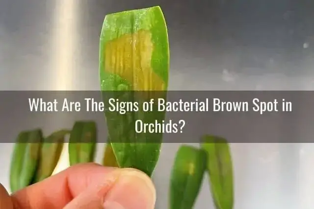 Cómo tratar las manchas marrones y la podredumbre en las hojas de las orquídeas