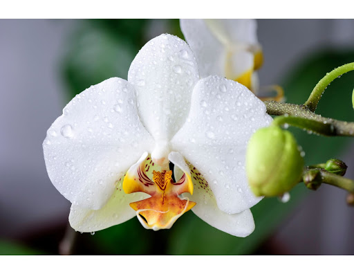 Orquídeas en estado salvaje: 6 datos poco conocidos sobre tus flores silvestres favoritas