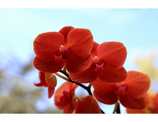 Orquídeas en estado salvaje: 6 datos poco conocidos sobre tus flores silvestres favoritas