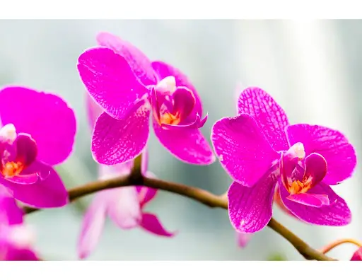 Orquídeas en estado salvaje: 6 datos poco conocidos sobre tus flores silvestres favoritas