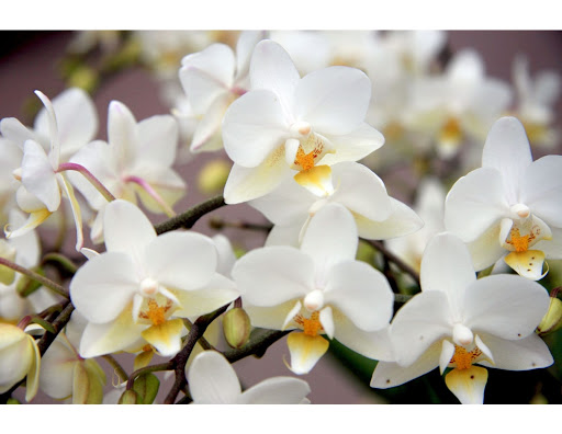 Orquídeas en estado salvaje: 6 datos poco conocidos sobre tus flores silvestres favoritas