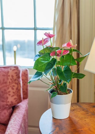 ¿Qué hacer si tu anturio pierde flores?