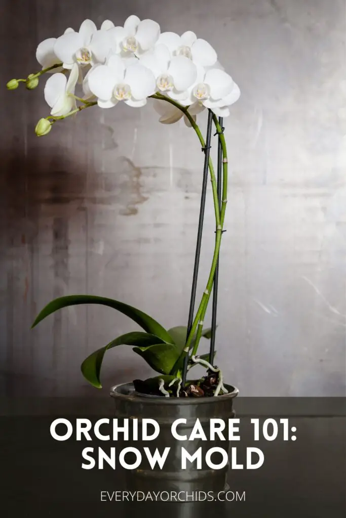 ¿Por qué las raíces de mis orquídeas tienen moho? ¿Por qué las raíces de mis orquídeas tienen moho?