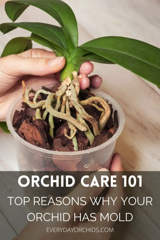 ¿Por qué las raíces de mis orquídeas tienen moho? ¿Por qué las raíces de mis orquídeas tienen moho?