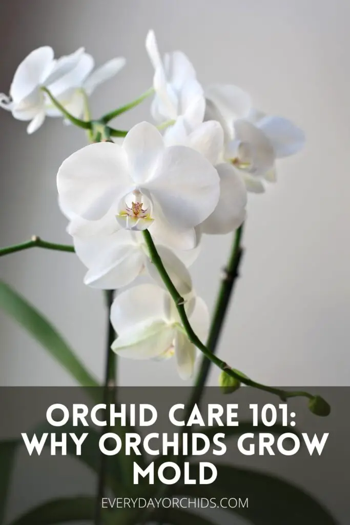 ¿Por qué las raíces de mis orquídeas tienen moho? ¿Por qué las raíces de mis orquídeas tienen moho?