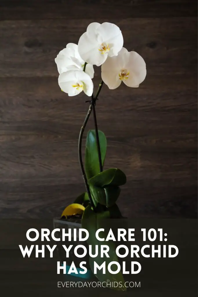 ¿Por qué las raíces de mis orquídeas tienen moho? ¿Por qué las raíces de mis orquídeas tienen moho?