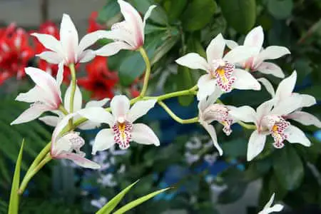 Cómo regar un Cymbidium: 6 preguntas sobre el riego de orquídeas
