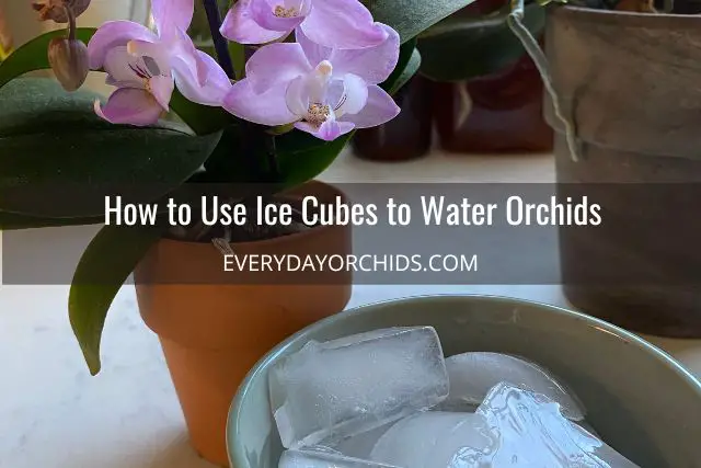 ¿Deberías regar tus orquídeas con cubitos de hielo?