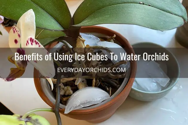 ¿Deberías regar tus orquídeas con cubitos de hielo?