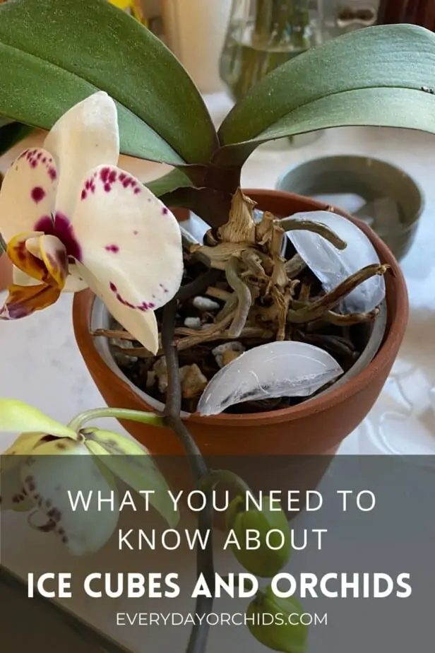 ¿Deberías regar tus orquídeas con cubitos de hielo?