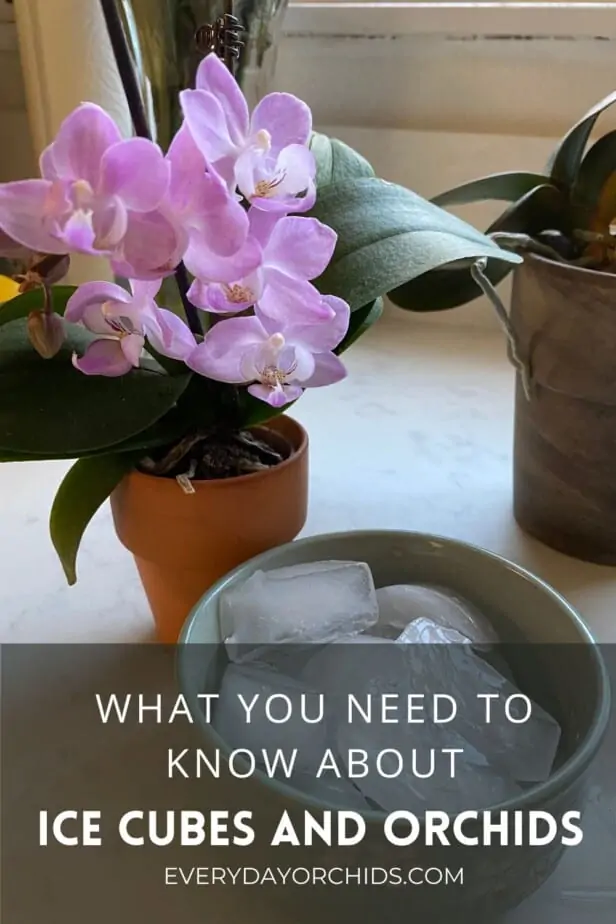 ¿Deberías regar tus orquídeas con cubitos de hielo?