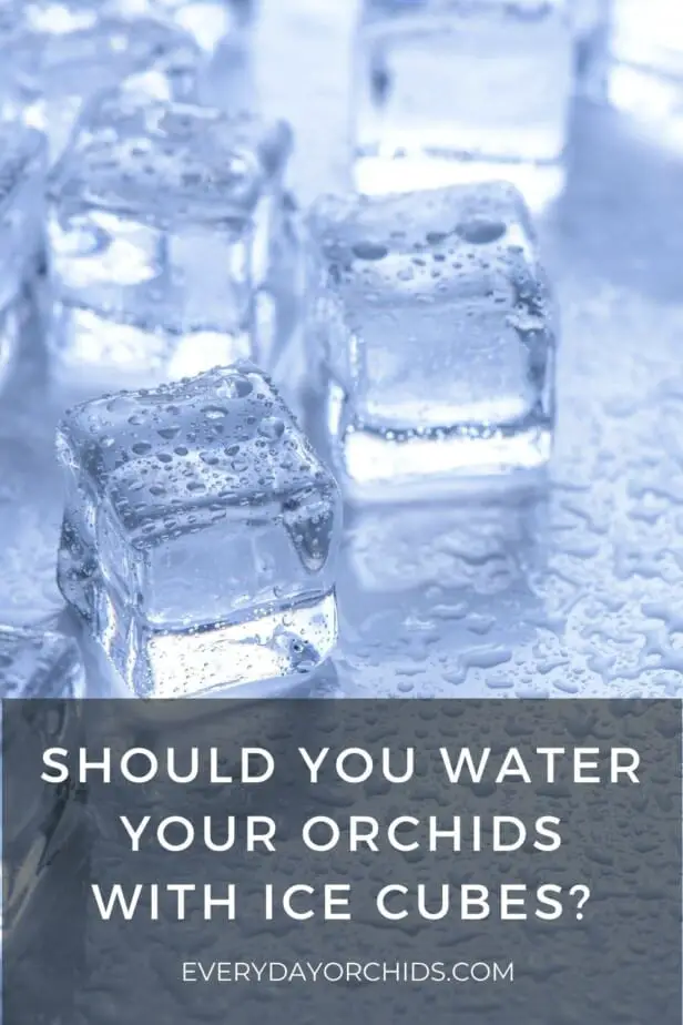 ¿Deberías regar tus orquídeas con cubitos de hielo?