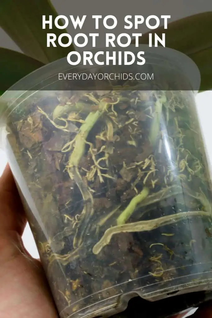 Cómo detectar la pudrición de la raíz en las orquídeas