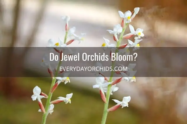 Guía de cuidado de orquídeas joya