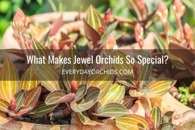 Guía de cuidado de orquídeas joya