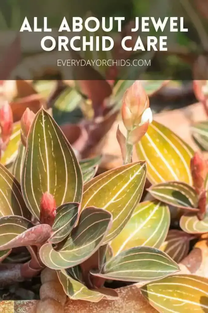 Guía de cuidado de orquídeas joya