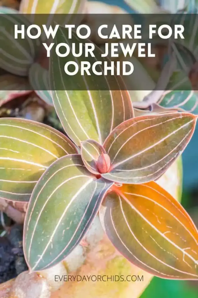 Guía de cuidado de orquídeas joya