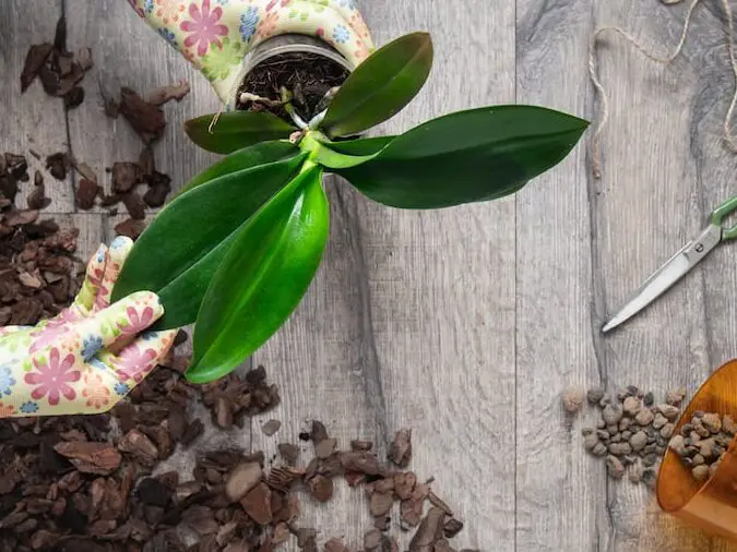 Patio y jardín: cultivo de orquídeas polilla en casa |