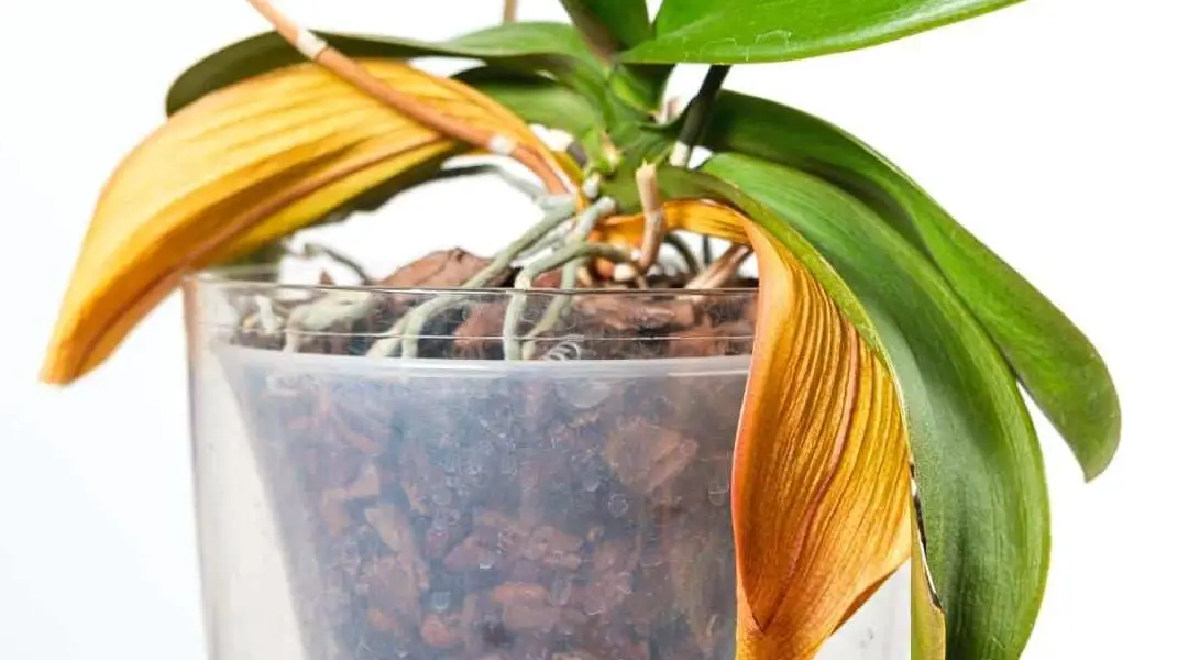 Cuidado y trasplante de orquídeas |