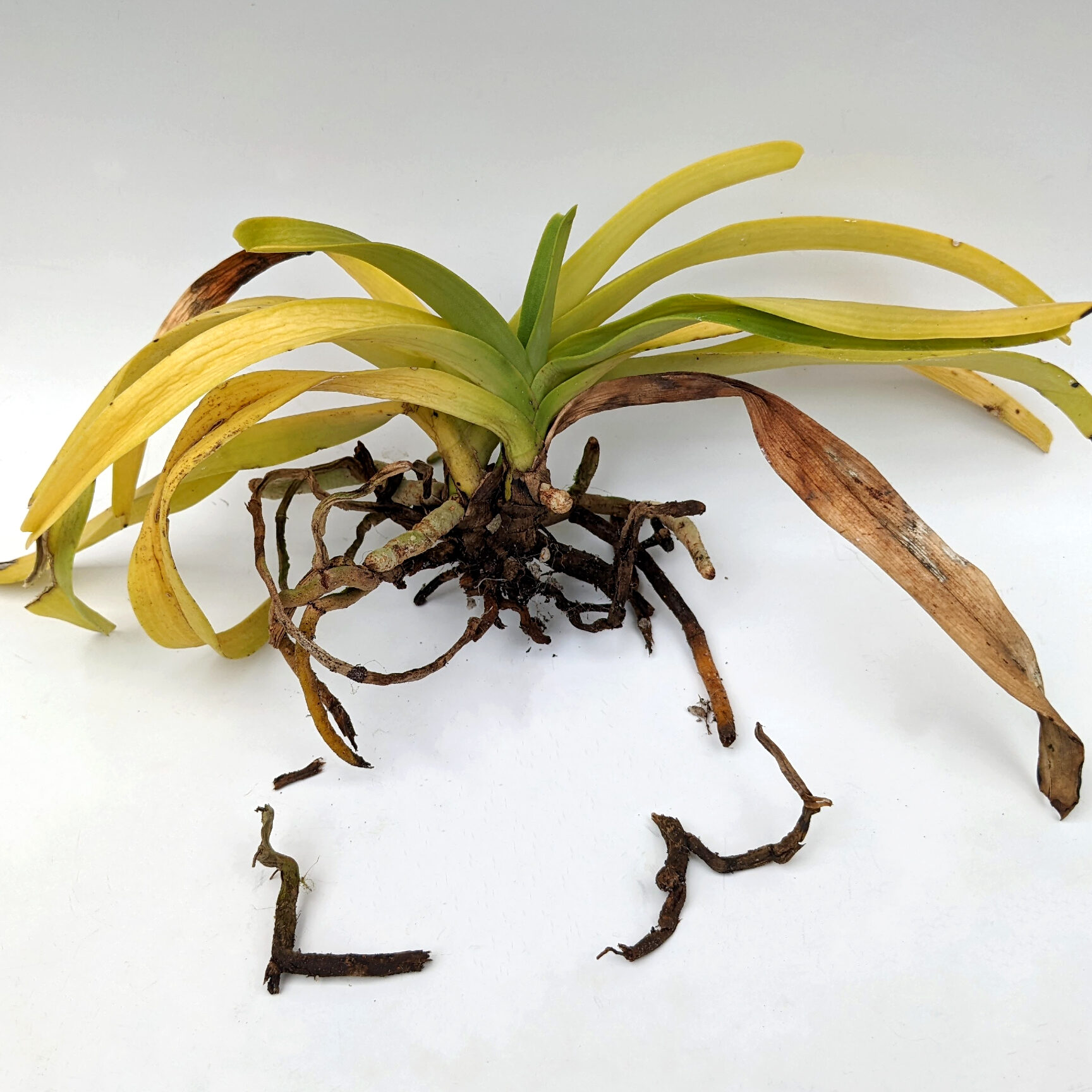 Hojas de orquídea amarillentas: causas y tratamientos - OrchidWeb