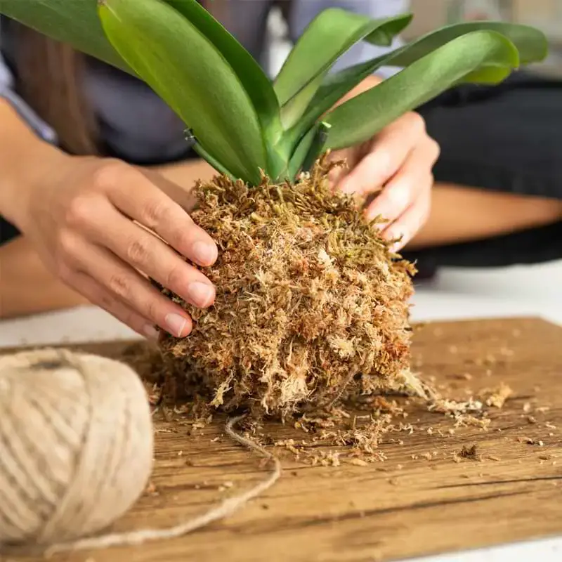 9 orquídeas colgantes | Guía de cuidado e ideas para colgar
