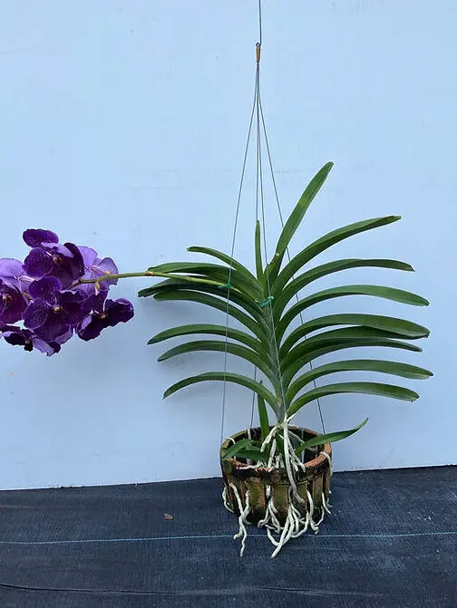 Orquídea colgante morada grande |
