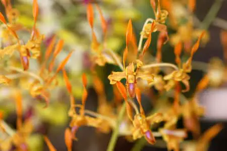 Bastones arrugados de Dendrobium: 5 razones probables