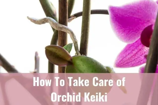 Cómo cuidar la orquídea Keiki