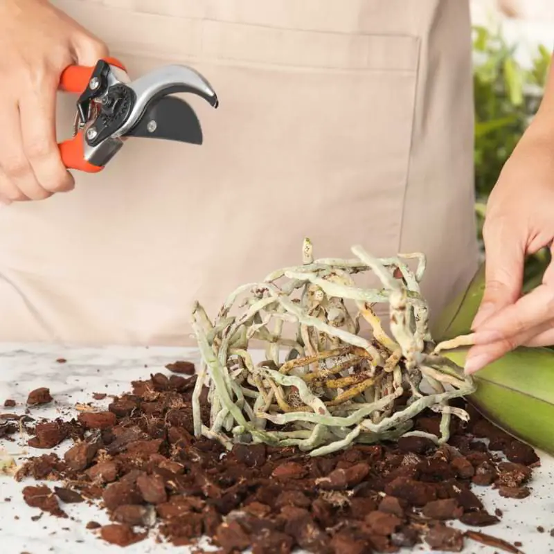 Cómo cultivar orquídeas a partir de esquejes