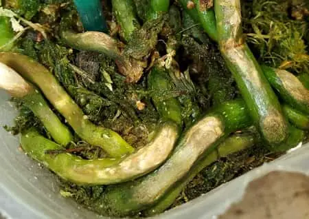 Cómo eliminar las algas verdes en la maceta de orquídeas