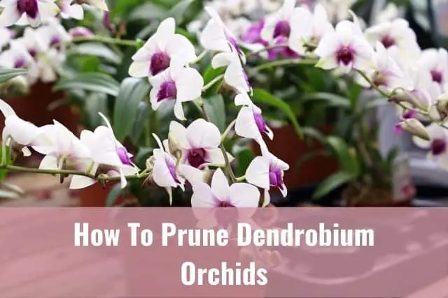 Cómo podar una orquídea Dendrobium