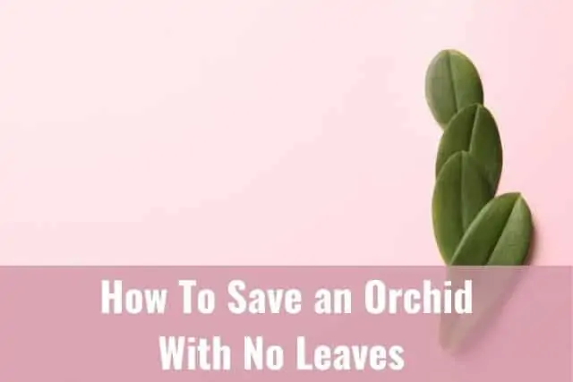 Cómo salvar una orquídea sin hojas