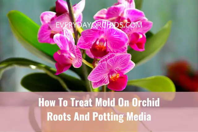 Cómo tratar el moho en raíces de orquídeas y sustratos para macetas